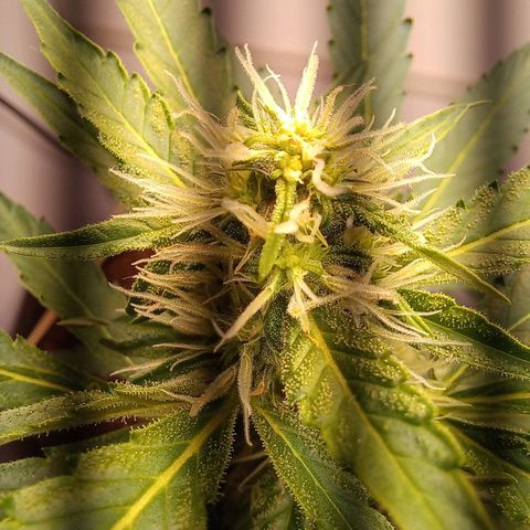 Viuvinha growlog timeline photo