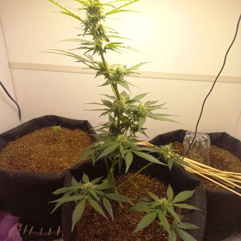 Viuvinha growlog timeline photo