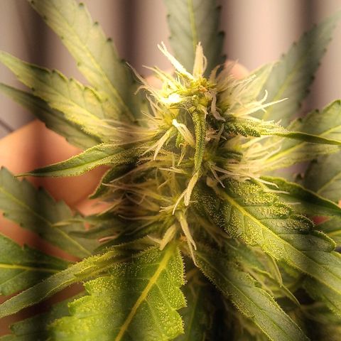 Viuvinha growlog timeline photo