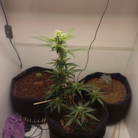 Viuvinha growlog timeline photo