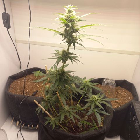 Viuvinha growlog timeline photo
