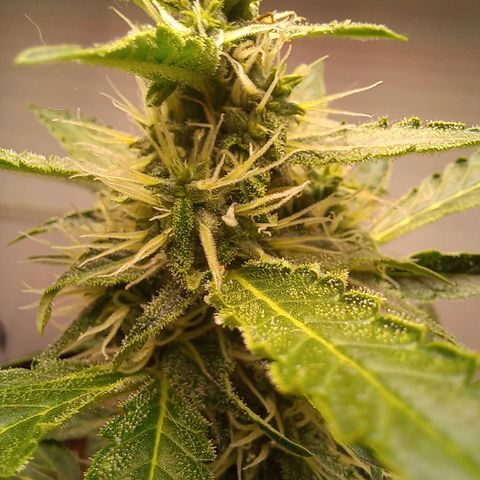 Viuvinha growlog timeline photo