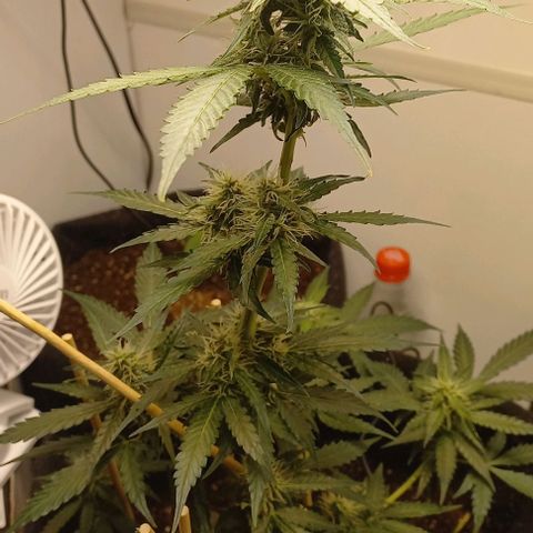 Viuvinha growlog timeline photo