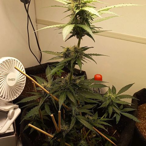 Viuvinha growlog timeline photo