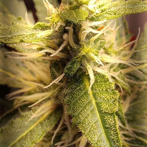 Viuvinha growlog timeline photo