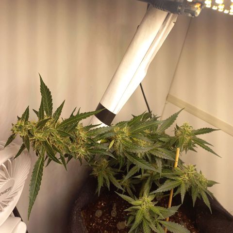 Viuvinha growlog photo: Tá reclamando não 