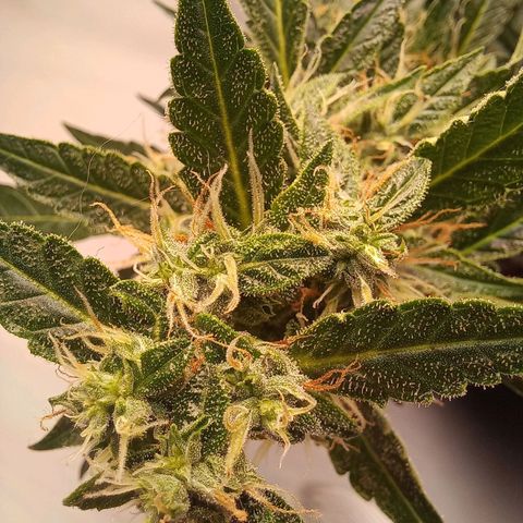 Viuvinha growlog photo: Tá reclamando não 