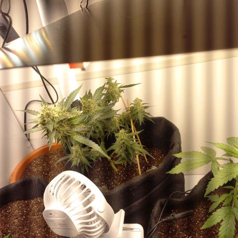 Viuvinha growlog timeline photo