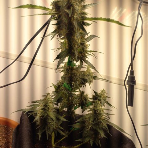 Viuvinha growlog timeline photo