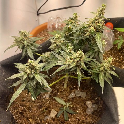 Viuvinha growlog timeline photo