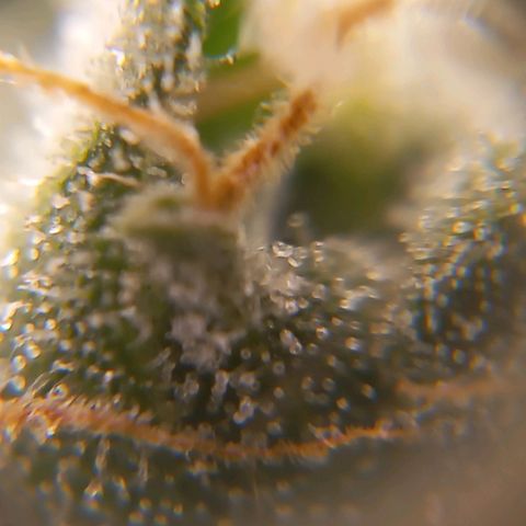 Viuvinha growlog timeline photo