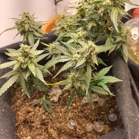 Viuvinha growlog timeline photo