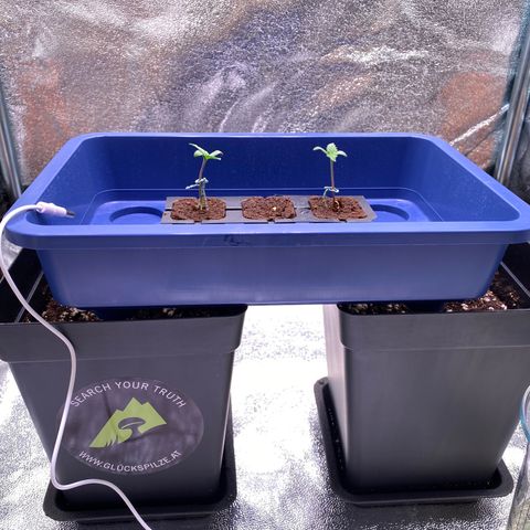 AK-48 growlog photo