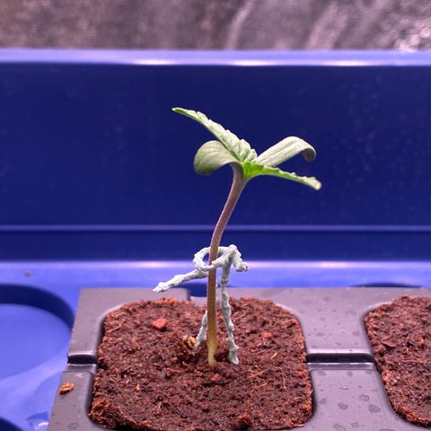 AK-48 growlog photo