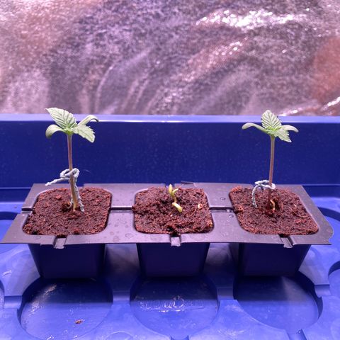 AK-48 growlog photo