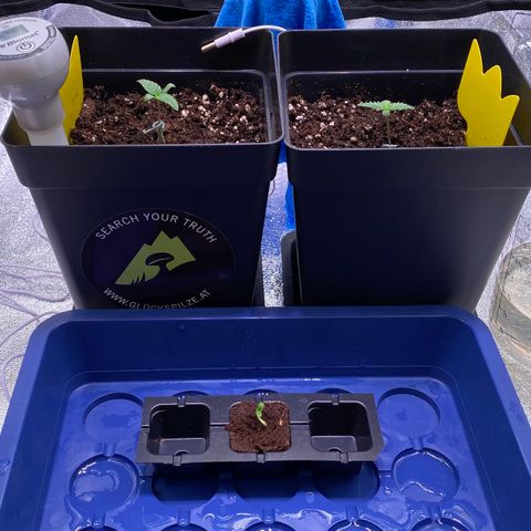 AK-48 growlog photo: Transplanted to soil.
Blumat at 32 (wet substrate)