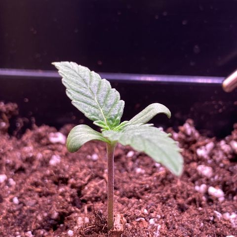 AK-48 growlog timeline photo