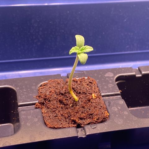 AK-48 growlog timeline photo