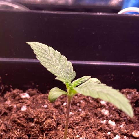 AK-48 growlog timeline photo