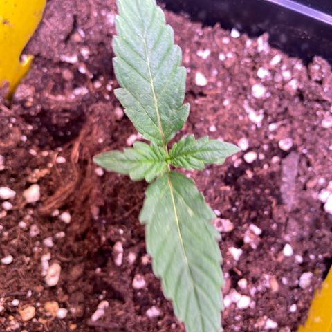 AK-48 growlog timeline photo