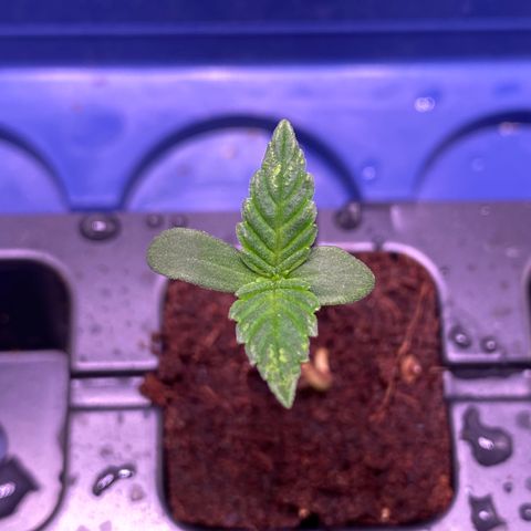 AK-48 growlog timeline photo