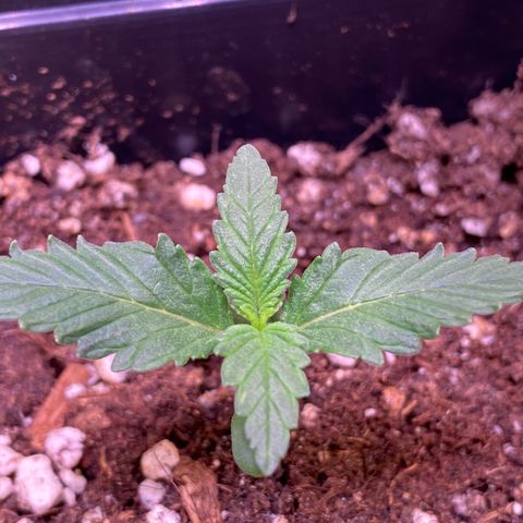 AK-48 growlog timeline photo