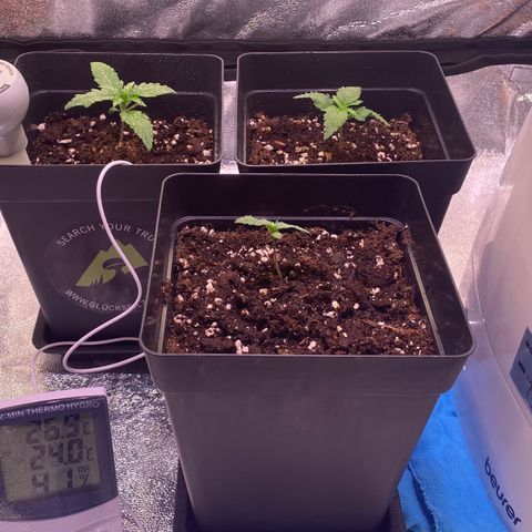 AK-48 growlog timeline photo