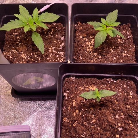 AK-48 growlog timeline photo