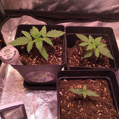 AK-48 growlog timeline photo