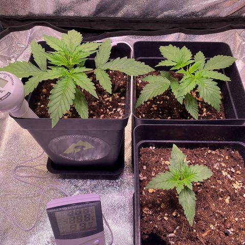 AK-48 growlog timeline photo