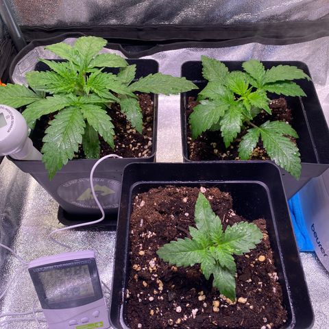 AK-48 growlog timeline photo