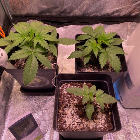 AK-48 growlog timeline photo