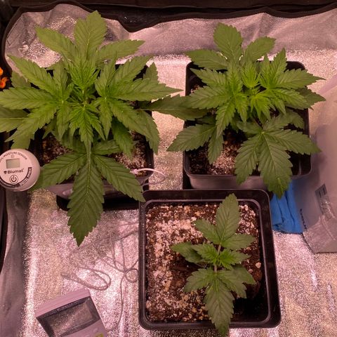 AK-48 growlog timeline photo