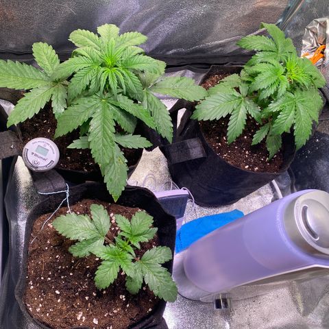 AK-48 growlog timeline photo