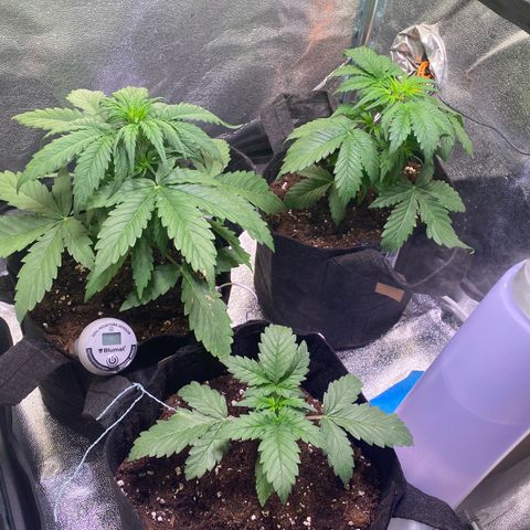 AK-48 growlog timeline photo