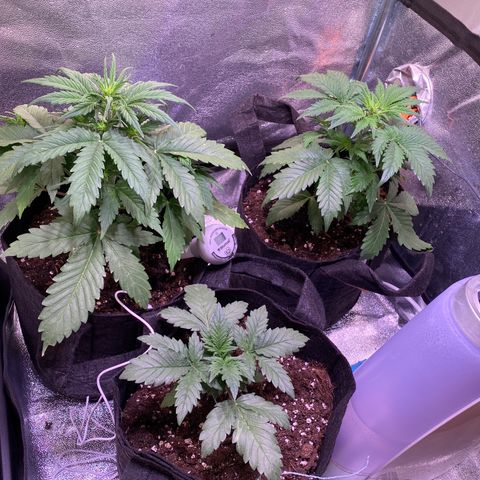 AK-48 growlog timeline photo