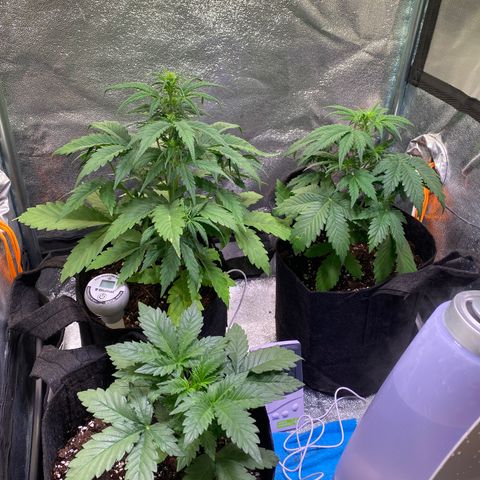 AK-48 growlog timeline photo