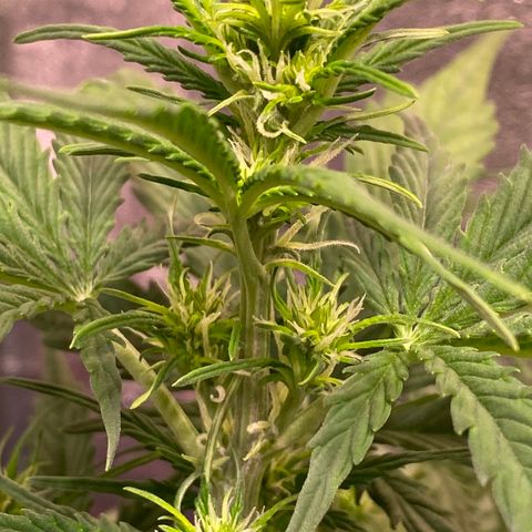 AK-48 growlog timeline photo