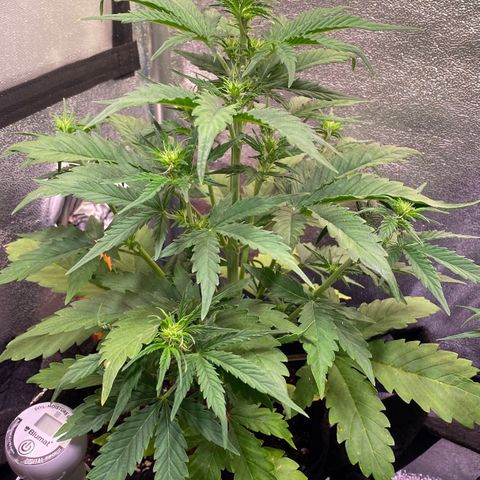 AK-48 growlog timeline photo