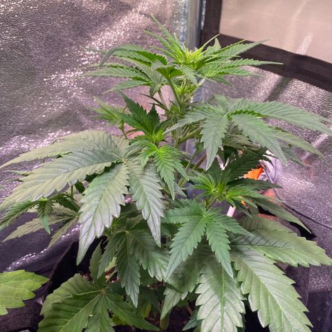 AK-48 growlog timeline photo