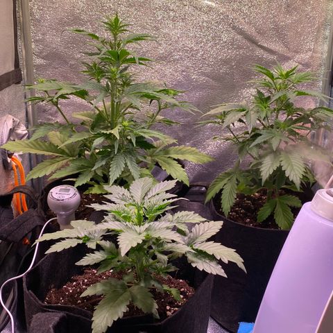 AK-48 growlog timeline photo