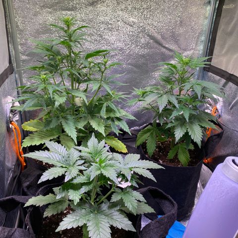 AK-48 growlog timeline photo