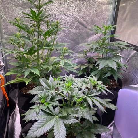 AK-48 growlog timeline photo