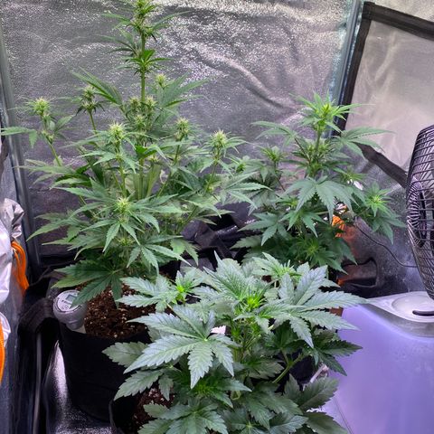AK-48 growlog timeline photo