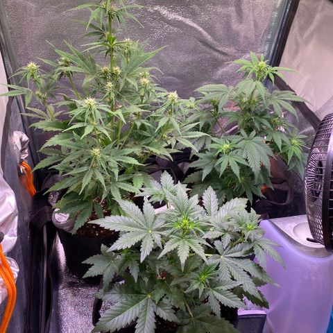 AK-48 growlog timeline photo
