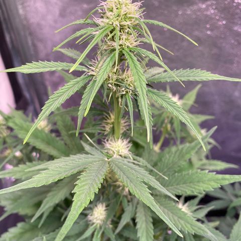 AK-48 growlog timeline photo