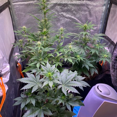 AK-48 growlog timeline photo