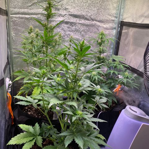 AK-48 growlog timeline photo