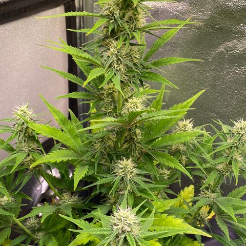 AK-48 growlog timeline photo