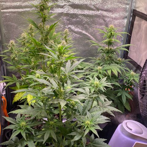 AK-48 growlog timeline photo